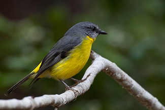 Groenstuitvliegenvanger - Eopsaltria australis Groenstuitvliegenvanger - Eopsaltria australis